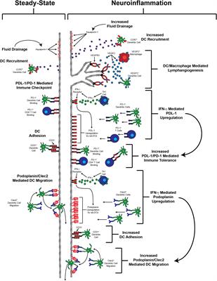 Neuroinflammation-Driven Lymphangiogenesis in CNS Diseases